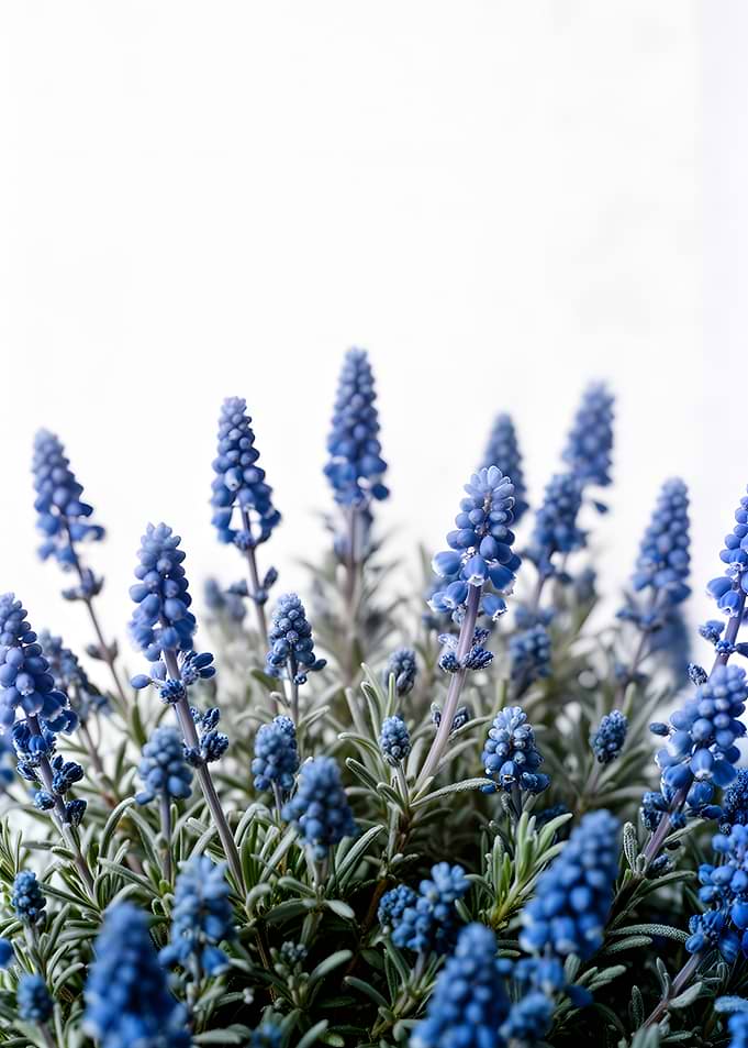 Blue Grape Hyacinth Flowers