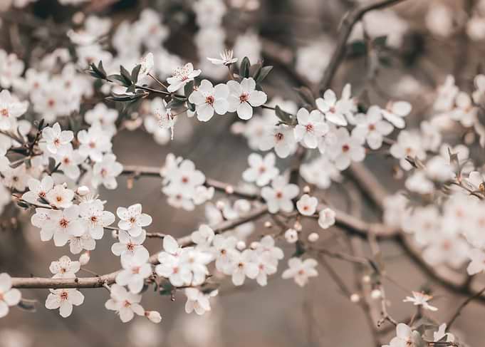 Delicate White Cherry Blossoms on Branches