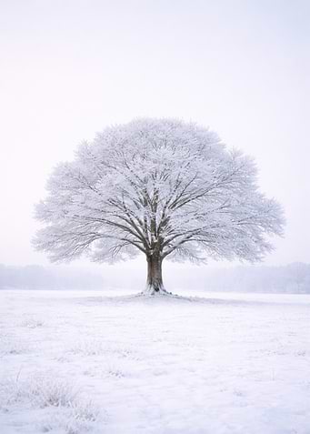 Solitary Snow-Covered Tree in Winter Field