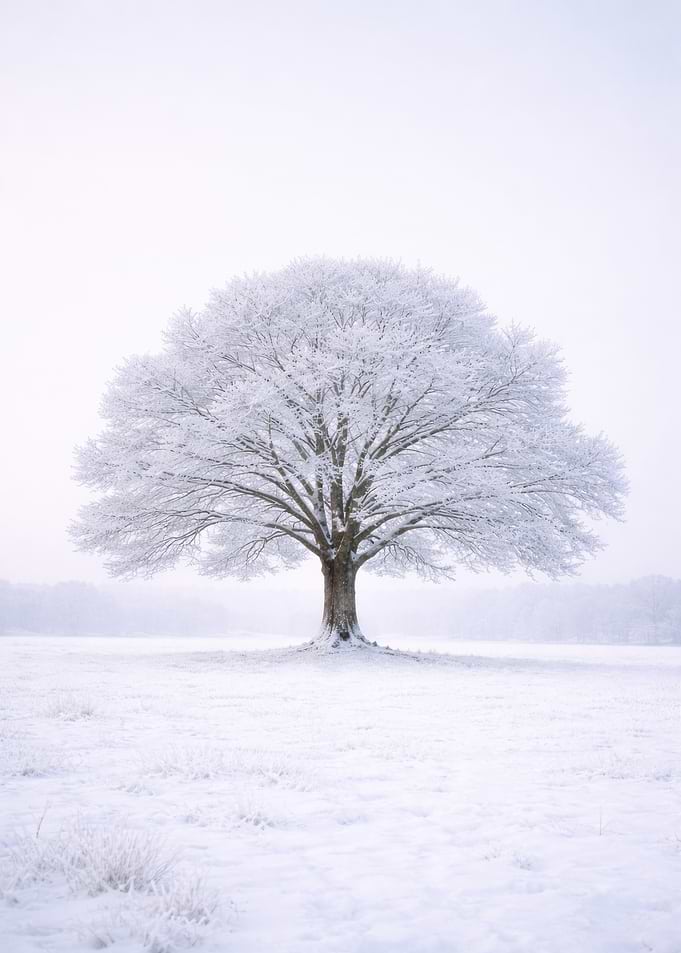 Solitary Snow-Covered Tree in Winter Field