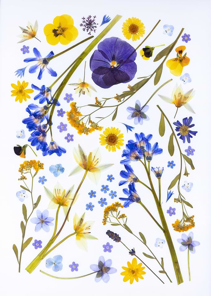Pressed Flowers Arrangement