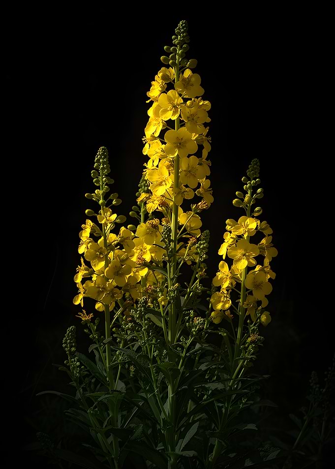Yellow Flowers Against Black Background