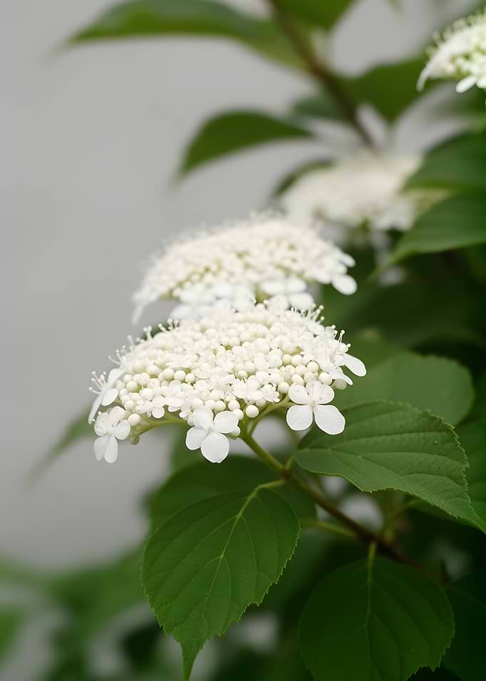 Delicate White Hydrangea Flowers