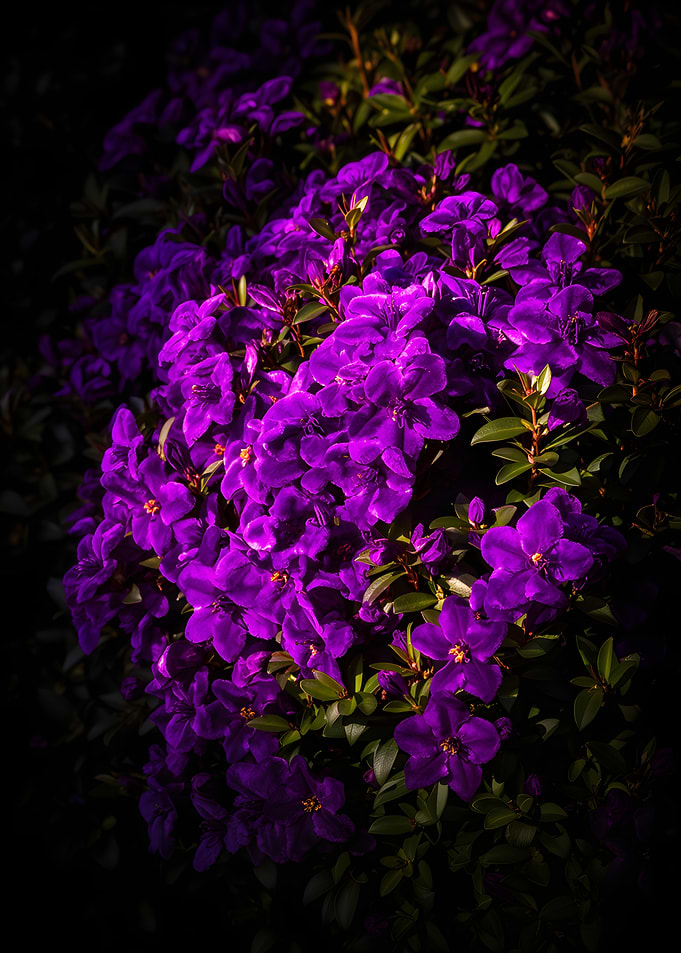 Vibrant Purple Flowers in Sunlight