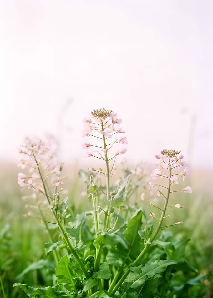 Delicate pink wildflowers in a meadow