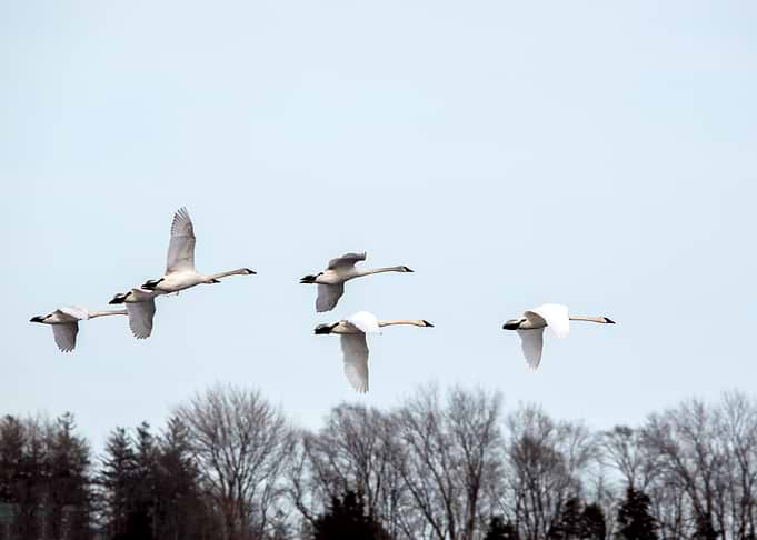 Mute Swans flying in formation
