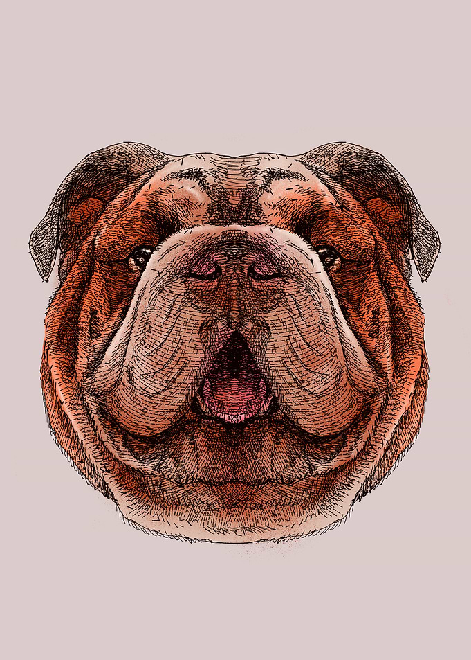 Bulldog Portrait with Open Mouth