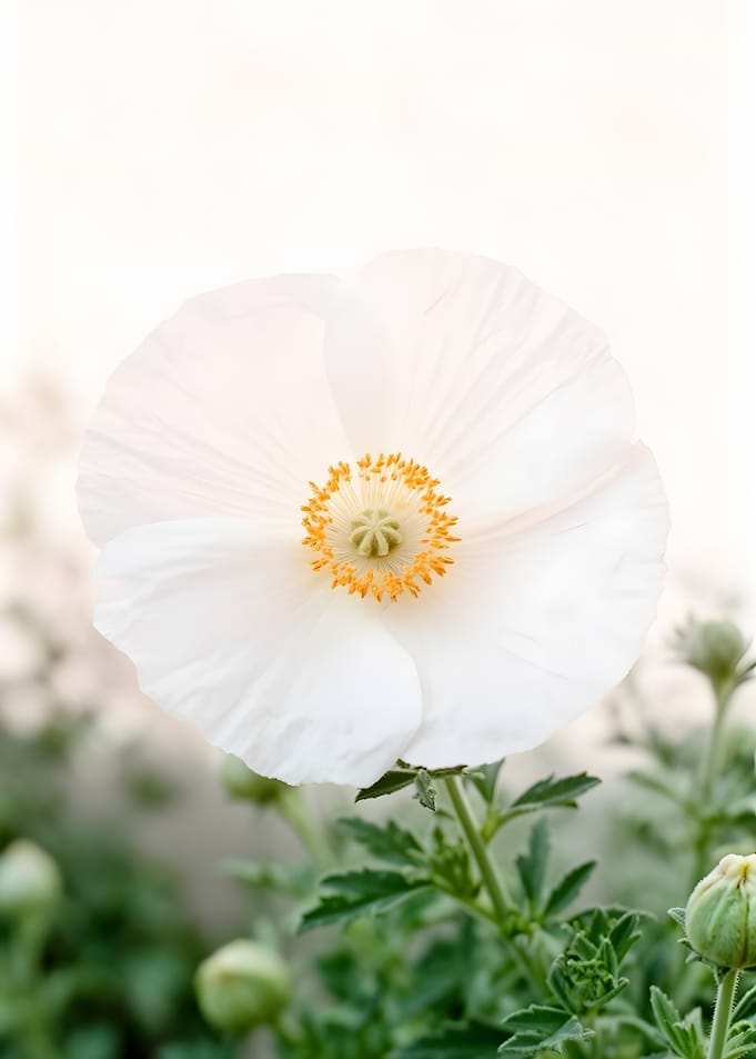 White Poppy Flower