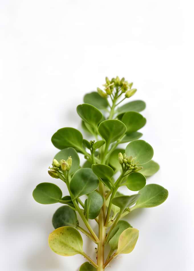 Green plant with small buds
