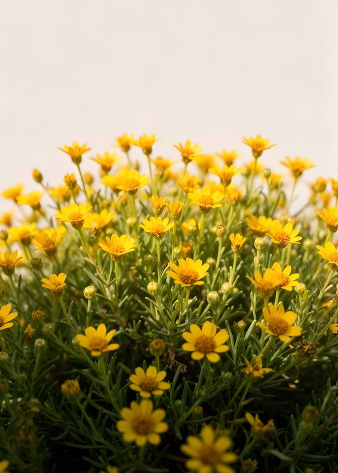 Field of Yellow Daisies