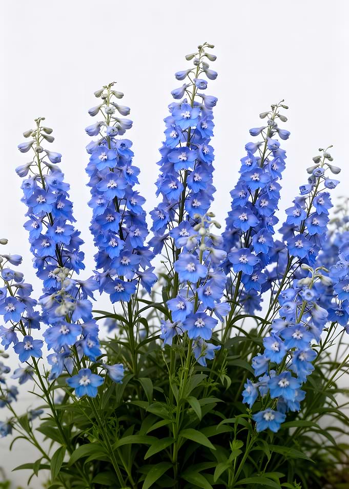 Blue Delphinium Flowers