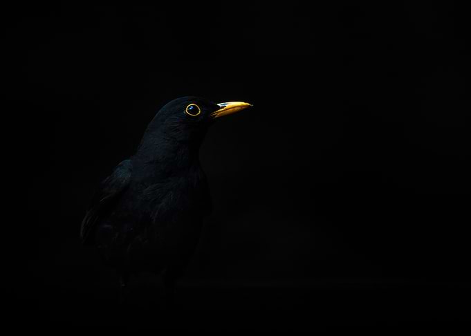 Blackbird with Yellow Beak and Eye