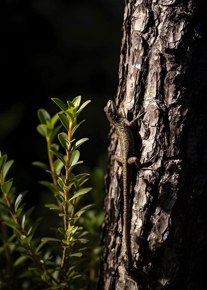 Lizard on a Tree Trunk