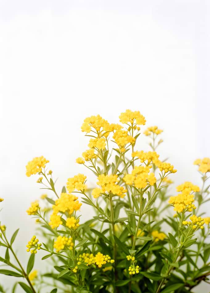 Yellow Flowers on White Background