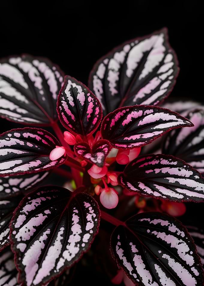 Begonia Rex 'Black Magic' Plant