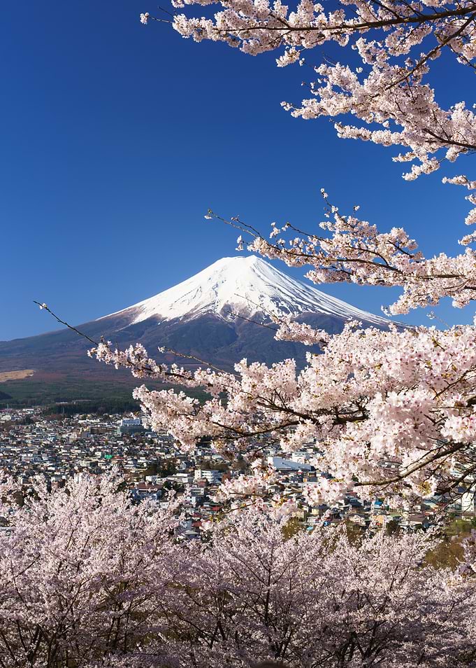 Mount Fuji with Cherry Blossoms