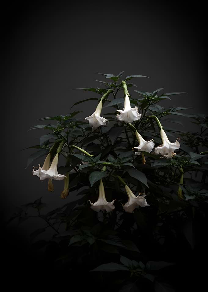 White Angel Trumpet Flowers