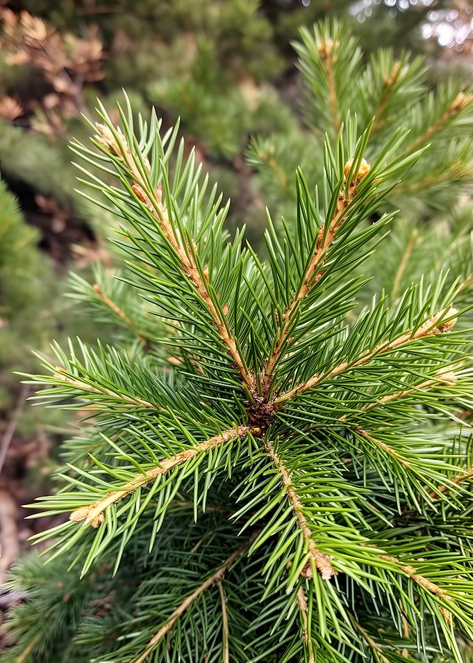 Close-up of a pine tree branch