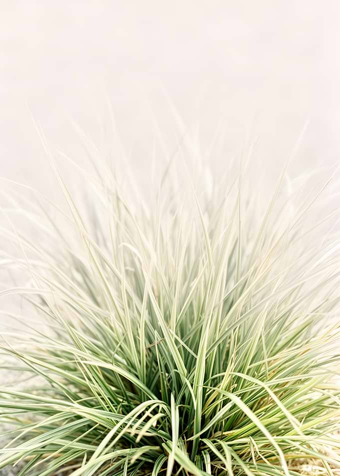 Variegated Ornamental Grass
