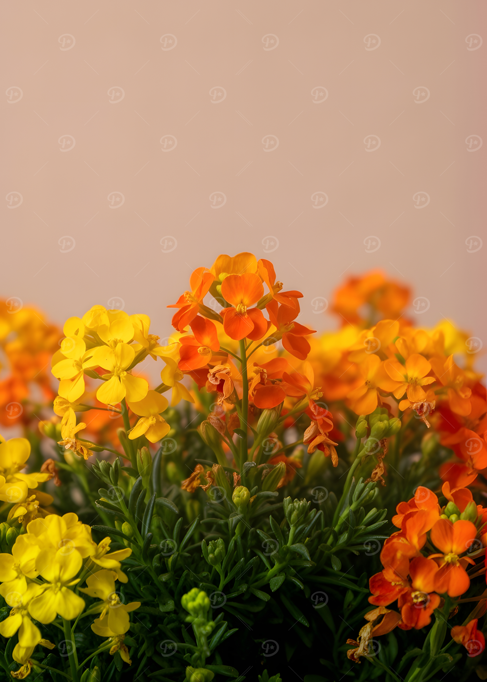 The yellow Posters Online - Shop Unique Metal Prints, Pictures