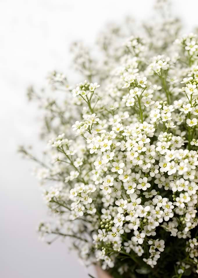 Delicate White Flowers