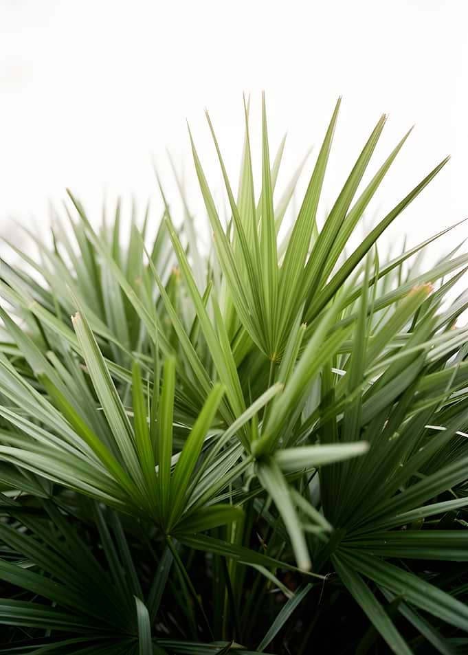 Green Palm Fronds Against White Background