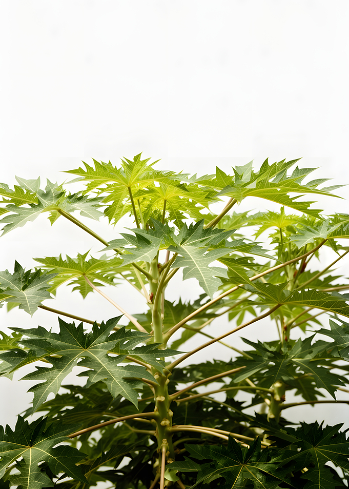 Papaya Tree Leaves