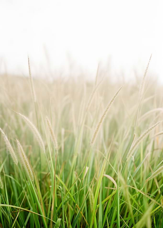Grasses in soft light