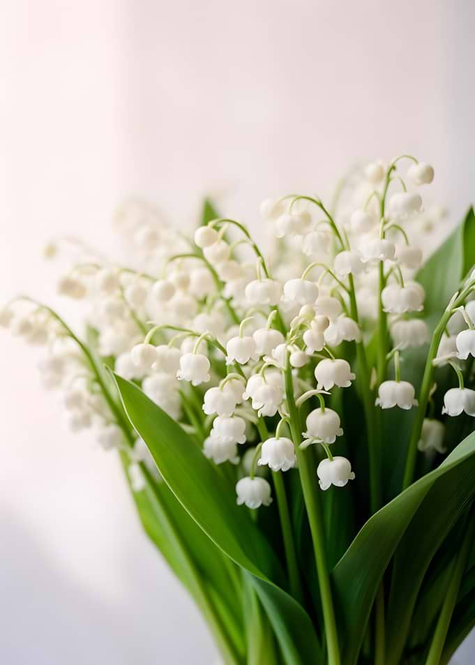 Lily of the Valley Flowers