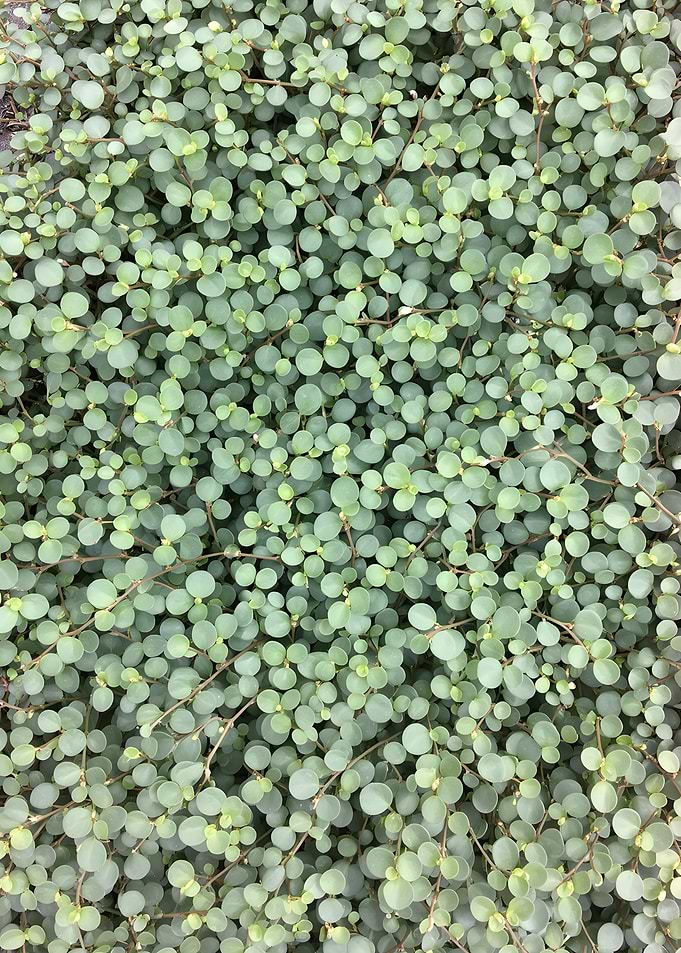 Close-up of Green Ground Cover
