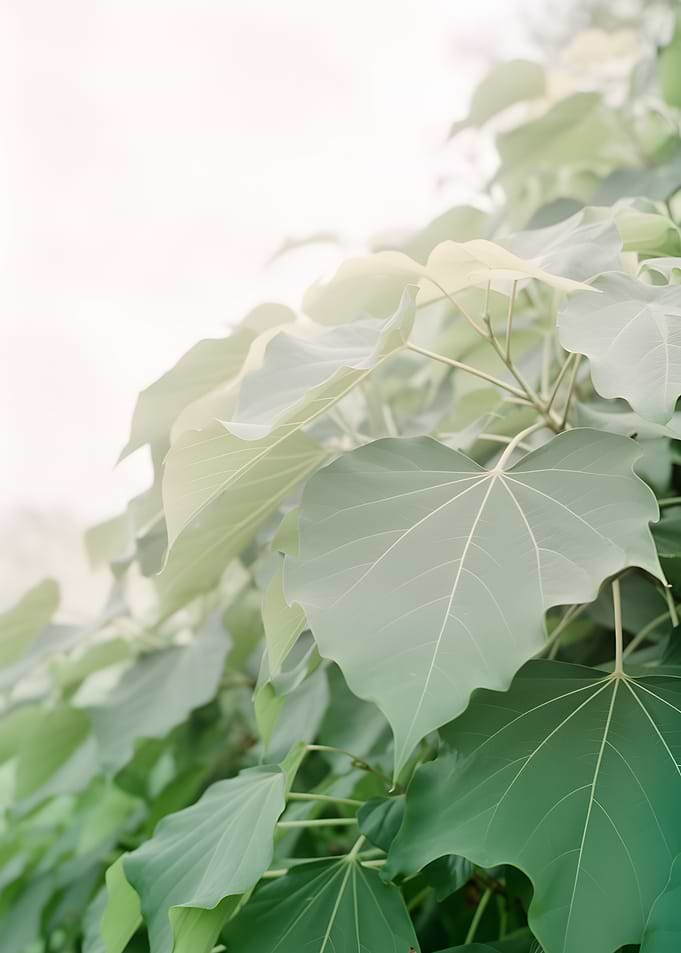 Close-up of large green leaves
