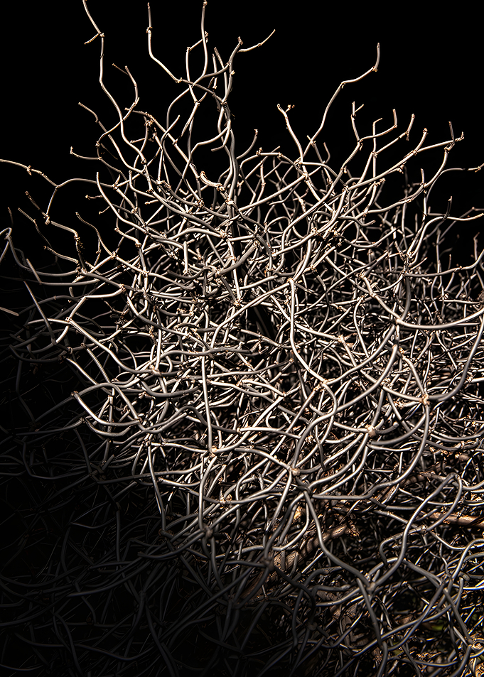 Tangled Desert Plant Branches