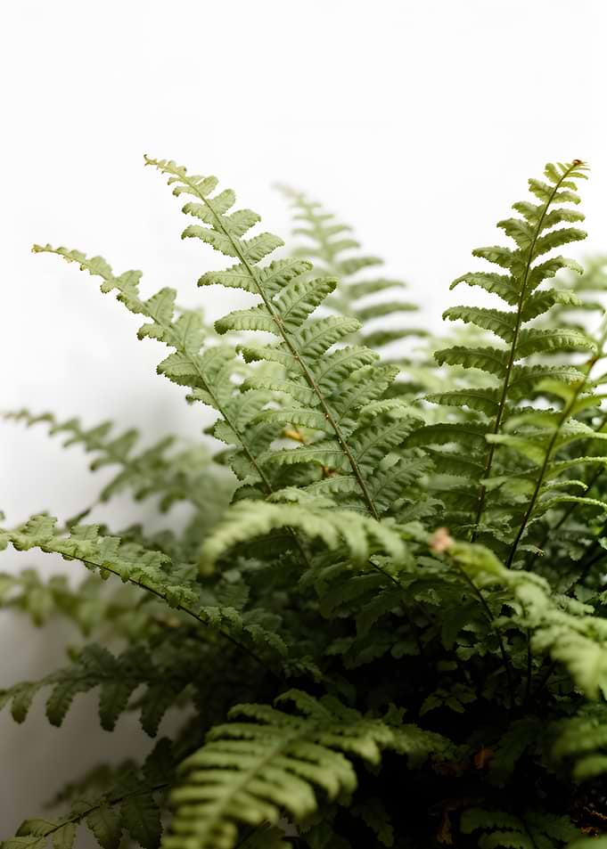 Green Fern Fronds
