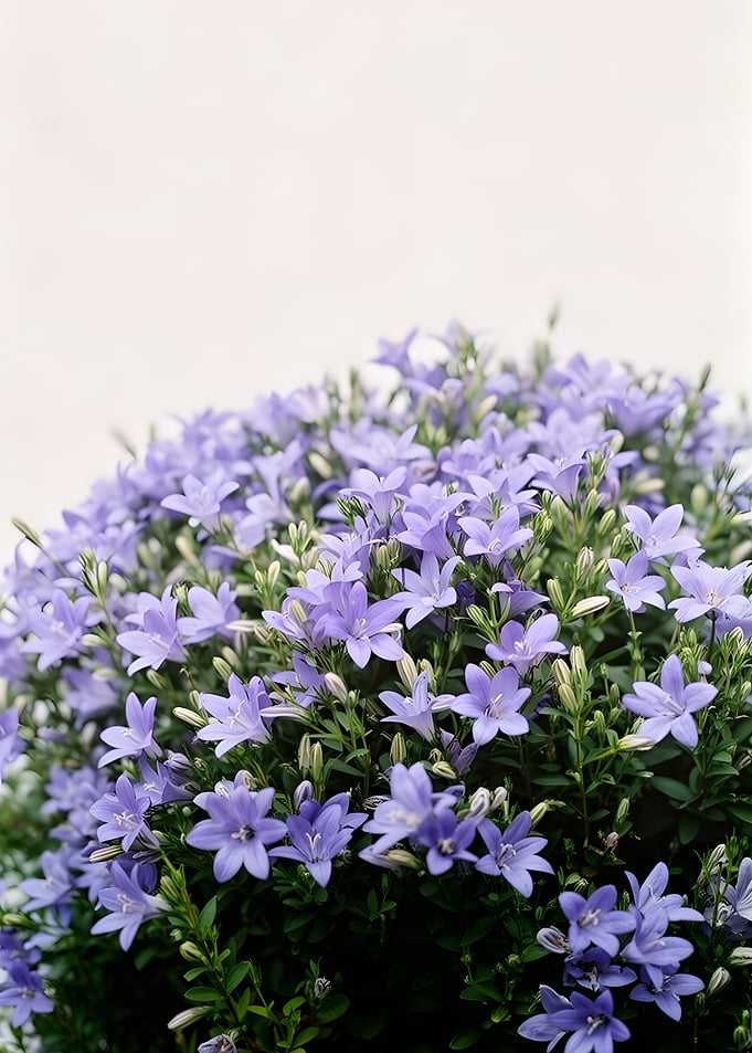 Purple Bellflowers in Bloom