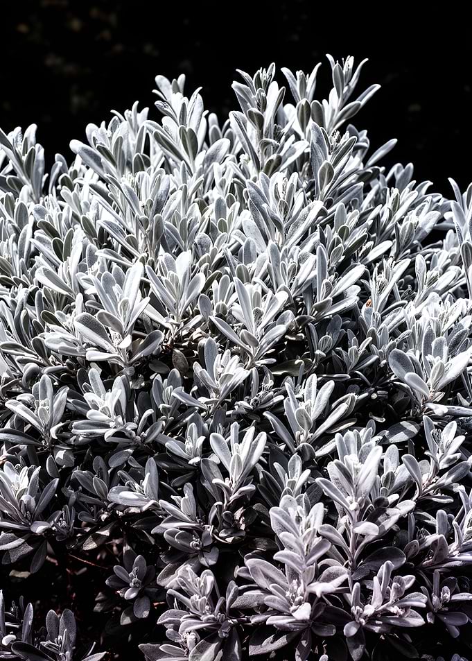 Close-up of a Dusty Bush