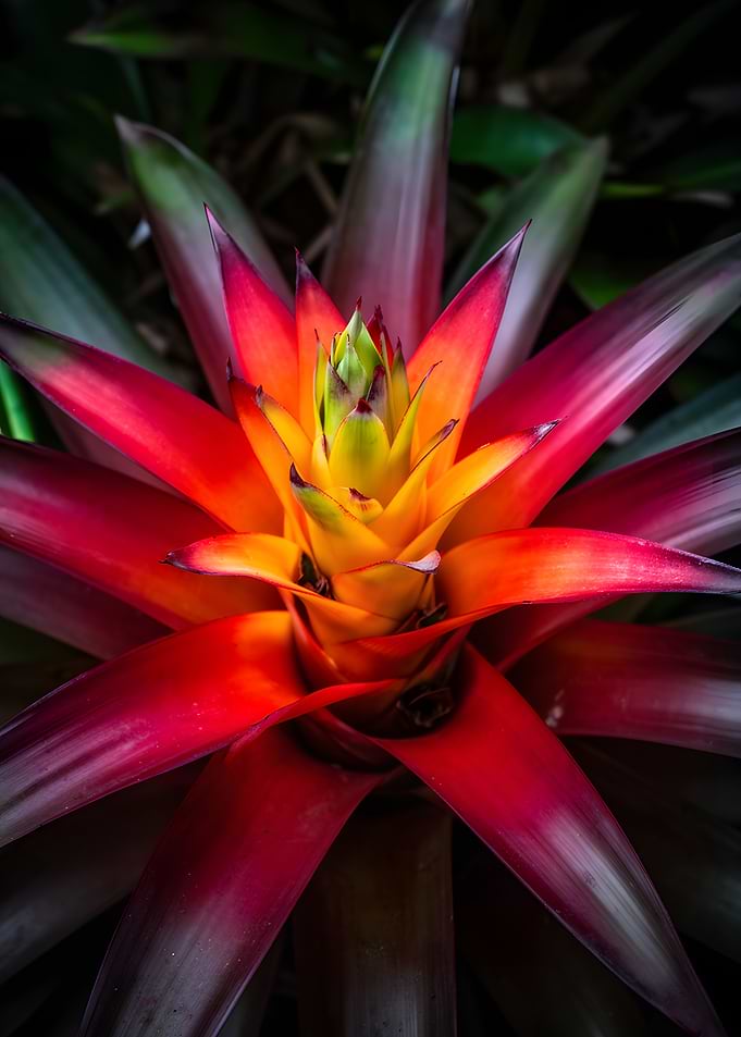 Vibrant Bromeliad Flower