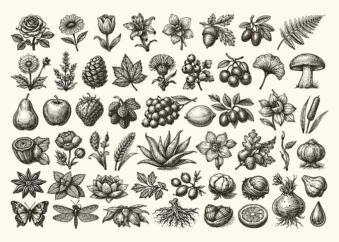 Vintage Botanical Poster, Flowers Fruits Nature Chart, Antique Garden Wall Art