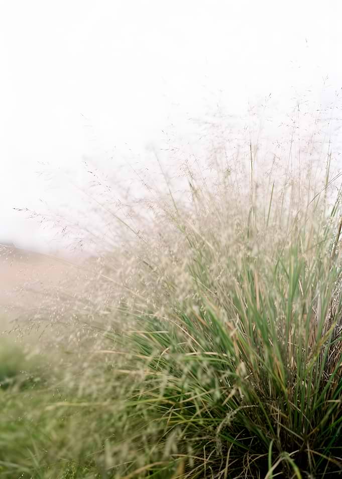 Tall Grass in Soft Light