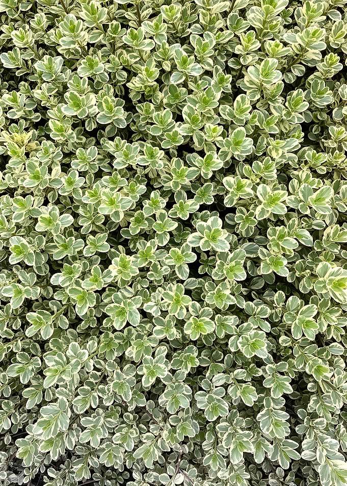 Variegated Green and White Leaves