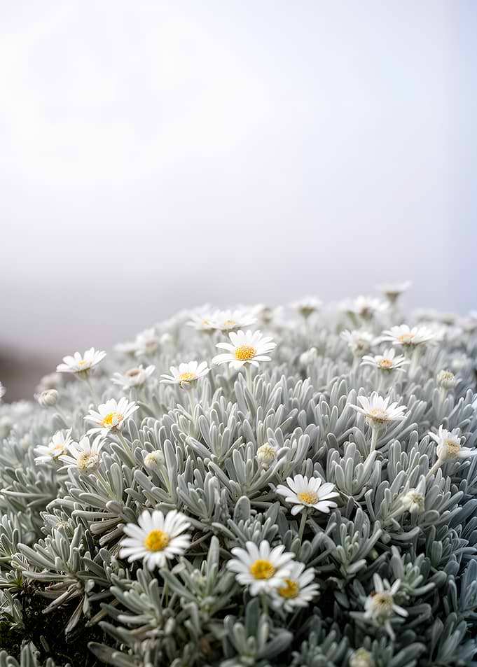 Delicate White Daisies on Silver Foliage