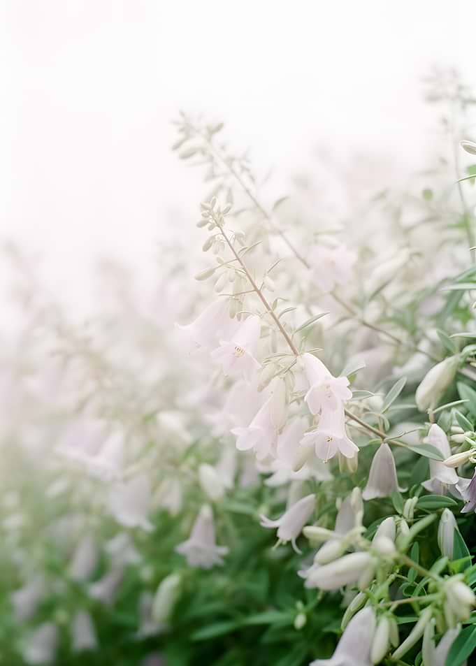 Soft Focus White Bell Flowers