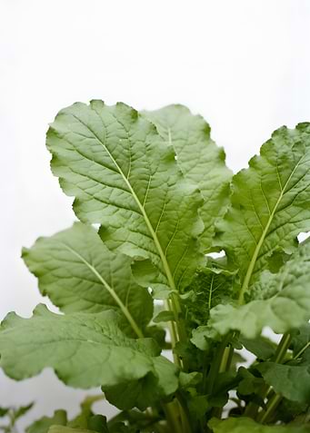 Green Mustard Leaves