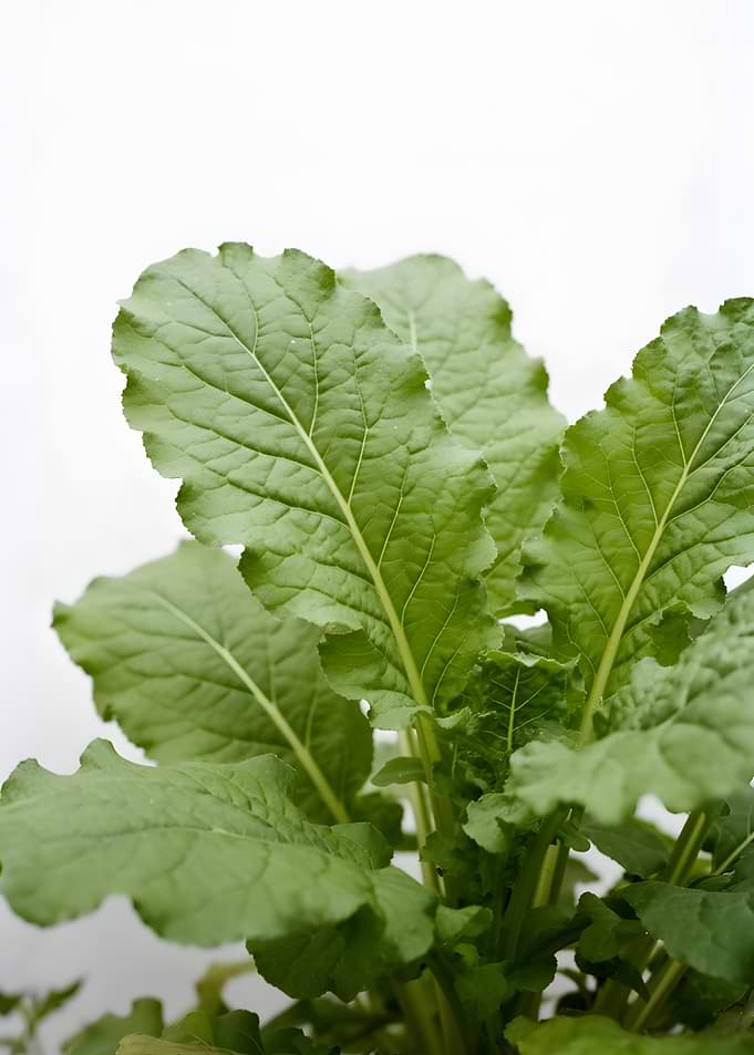 Green Mustard Leaves