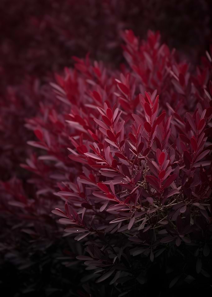 Deep Red Foliage