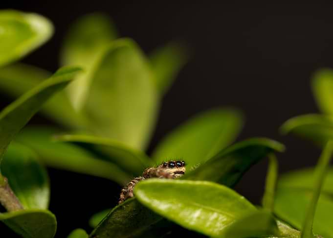 Jumping spider on green leaves