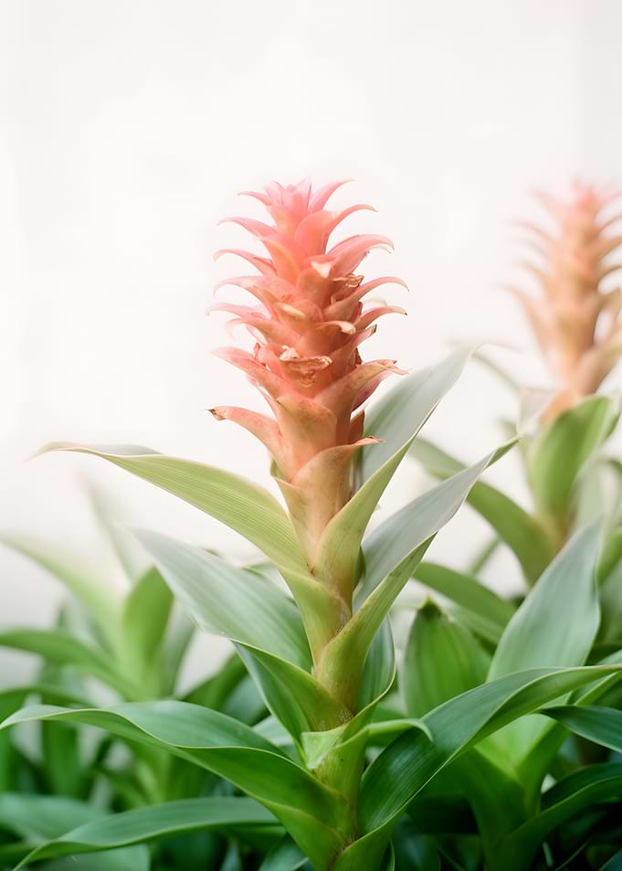 Pink Bromeliad Flower