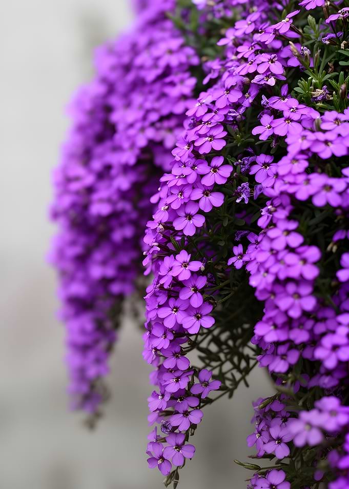 Cascading Purple Flowers