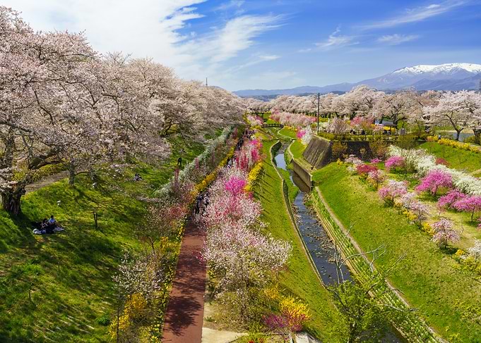 Hitome Senbonzakura Tohoku Sendai Cherry Blossoms Along a River