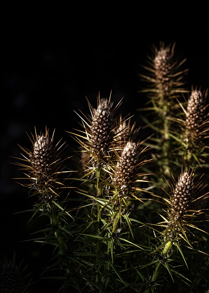 Thorny seed heads in sunlight