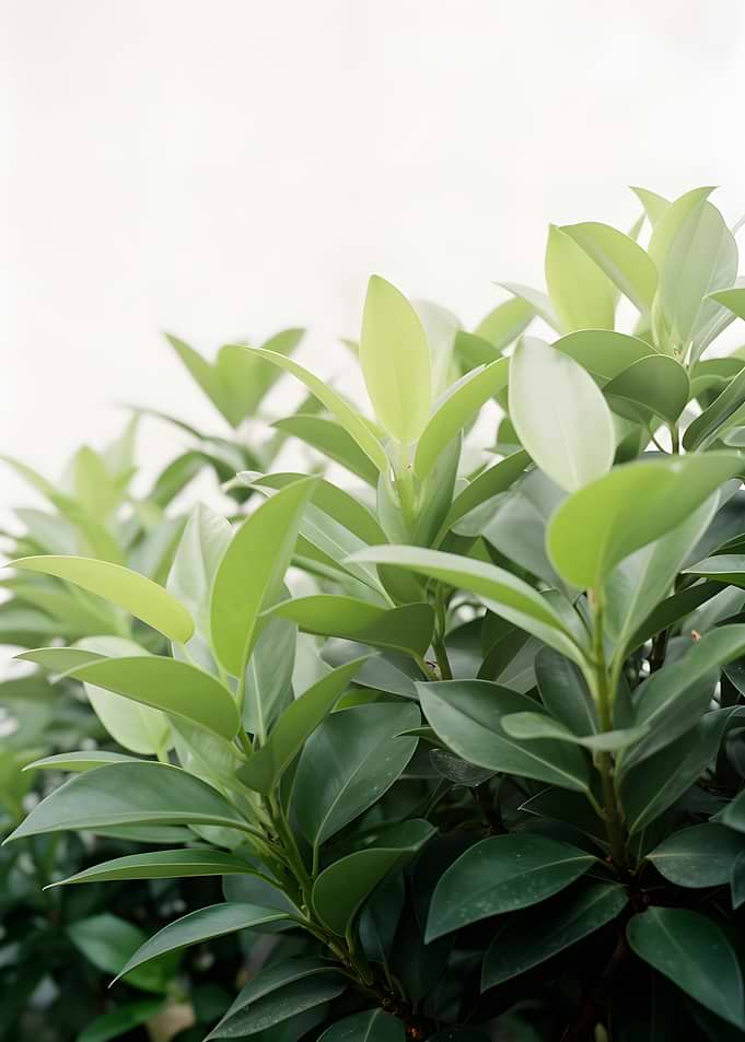 Vibrant Green Leaves Against a White Background